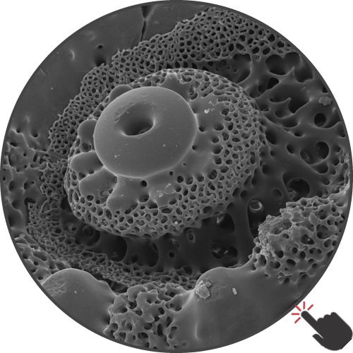 Functional morphology