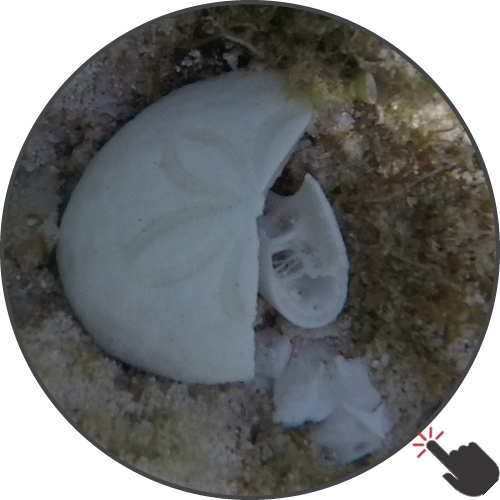 Taphonomy